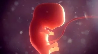 美国试管婴儿：哪些因素会影响胚胎质量?