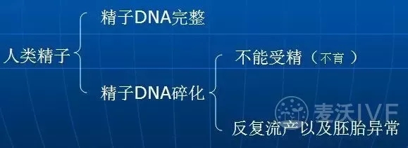 台湾试管婴儿：男性精子DNA碎片太多，会造成女性不孕
