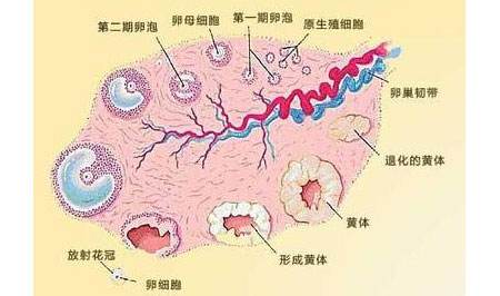 沈阳沈大男科医院第三代试管婴儿成功率