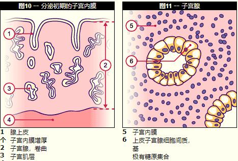 北医三院试管婴儿:安庆能做试管的医院排名