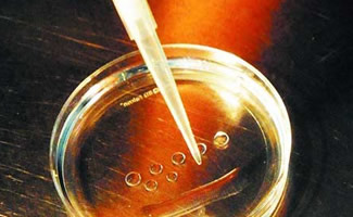 胚胎培养液的对于囊胚发育的重要性