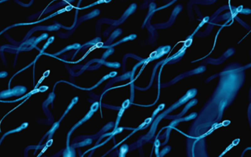 精子在体内一般可以存活3到4天