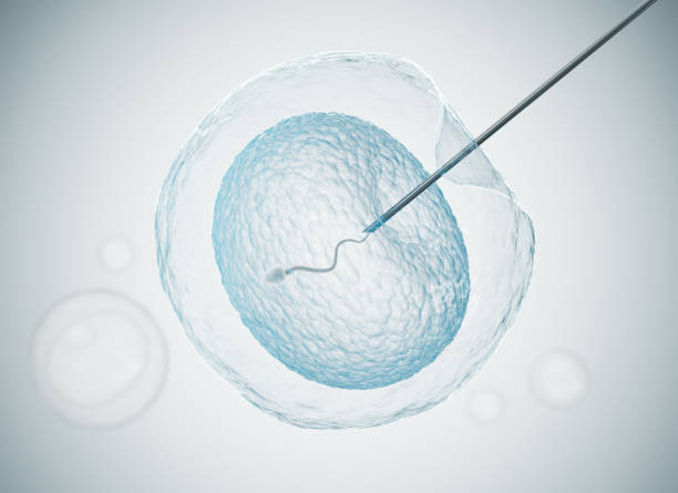 Hello IVF：三代试管卵泡发育成熟要多久？